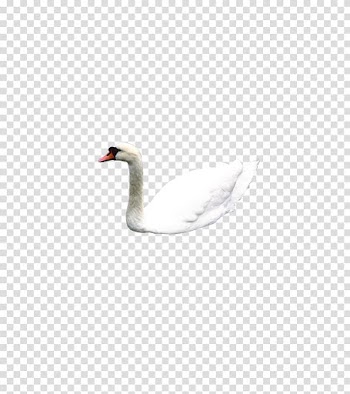 Mute swan Flight Illustration, White Swan transparent background PNG clipart