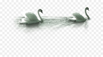 Mute swan Goose - Swans 
