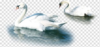 Mute swan , Lake White Swan material transparent background PNG clipart