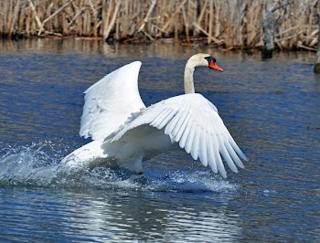Mute Swan Landing.JPG