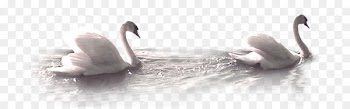 Mute swan Mooncake Duck - White Swan 