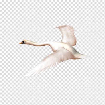 Mute swan Swan goose Duck Bird, Hand painted white swan transparent background PNG clipart