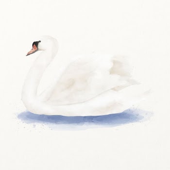 Mute swan watercolor illustration, cute | Free Photo Illustration - rawpixel