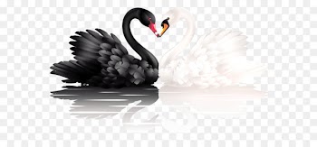 Mute swan White swan, black swan Black-necked swan Trumpeter swan - White and Black Swans with Heart Shape PNG Clipart 