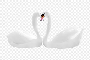 Mute swans png clipart, bird, | Free PNG - rawpixel