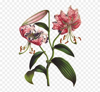 My Natural History: The Evolution Of A Gardener