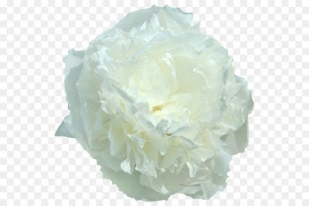 My Peony Society Cut flowers In de vorm van een roos - peony 