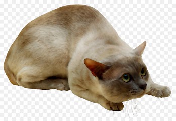 Myanmar Whiskers Domestic short-haired cat Snout -  
