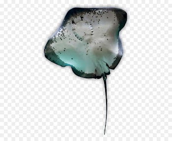Myliobatoidei Batoidea Atlantic stingray Manta ray Shark - sting ray 