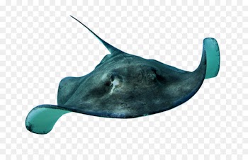 Myliobatoidei Fish Animal Clip art - sea life 