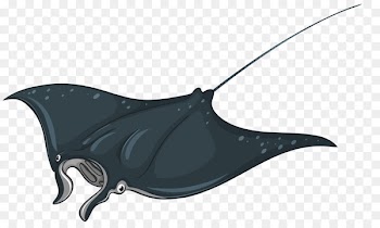 Myliobatoidei Royalty-free Clip art - skateboard 