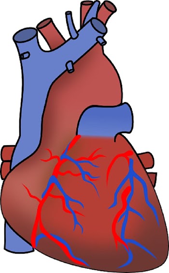 Myocardial infarction Heart failure Cardiovascular disease , Heart Diagram Unlabeled transparent background PNG clipart