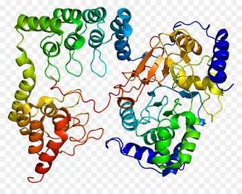Myosin-light-chain phosphatase PPP1R12A MYLK Protein phosphatase 1 PPP1CB -  