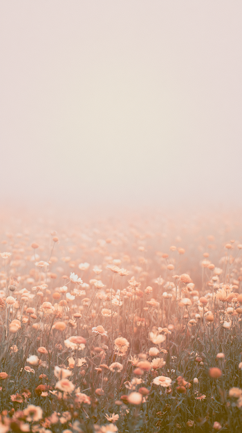 Mysterious Wildflower Field in Fog