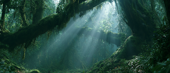 Mystical Ancient Forest