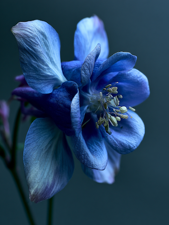 Mystical Blue Columbine Flower