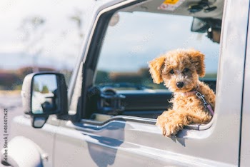 ドライブする犬（カメラ目線）
