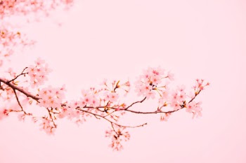 春天里 樱花