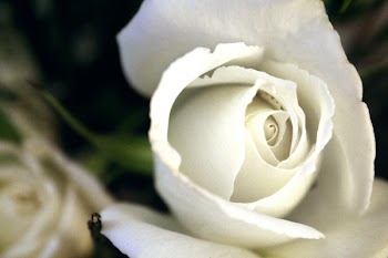 nacu_1313.JPG