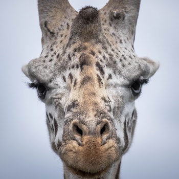 Nairobi National Park | Free Photo - rawpixel