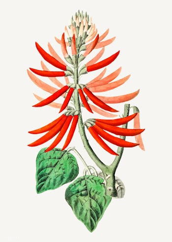 Naked coral tree branch | Free stock vector - 559134