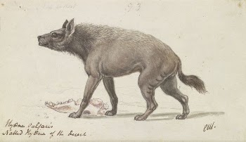 Naked Hyaena of the Deserts | Free Photo - rawpixel