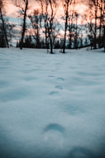 Naked Trees Cover by Snow