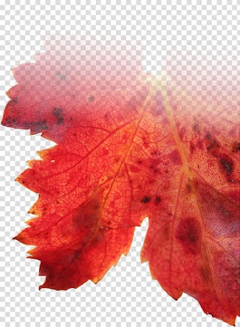 Nangkita, South Australia Wine Shiraz Fleurieu Peninsula Riesling, wine leaf transparent background PNG clipart