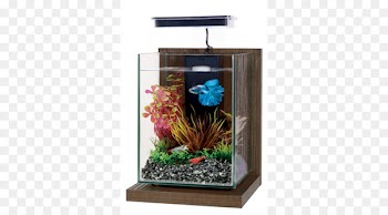 Nano aquarium Siamese fighting fish Tetra Fishkeeping - betta 