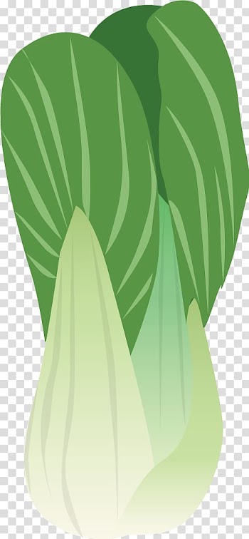 Napa cabbage Brussels sprout Vegetable, Cartoons painted green cabbage transparent background PNG clipart