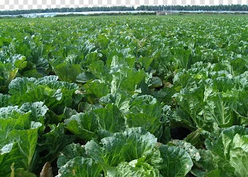 Napa cabbage Cash crop Plantation Vegetable Agriculture, Cabbage garden transparent background PNG clipart