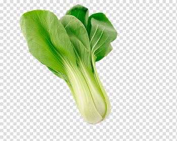 Napa cabbage Organic food Vegetable Bok choy, Cabbage transparent background PNG clipart