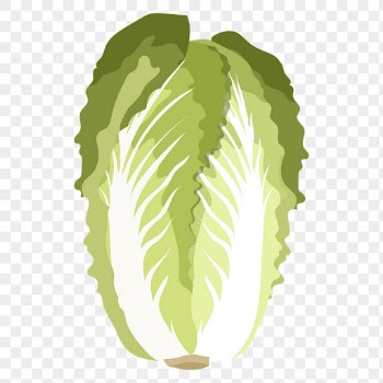 Napa cabbage png sticker, realistic | Free PNG - rawpixel