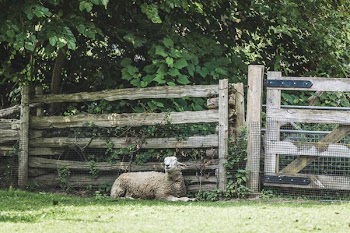 Napping Sheep