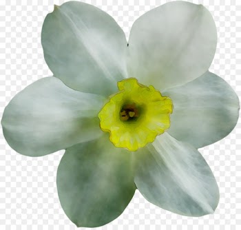 Narcissus -  