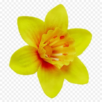 Narcissus -  