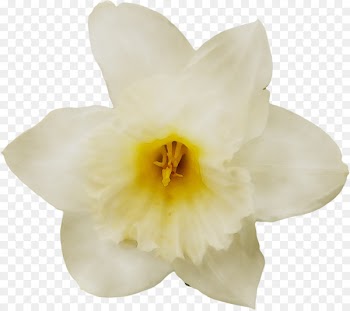 Narcissus Cattleya orchids Moth orchids -  