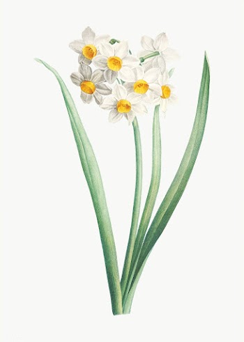 Narcissus easter flower | Free stock vector - 573896