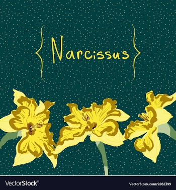Narcissus flower card element vector image