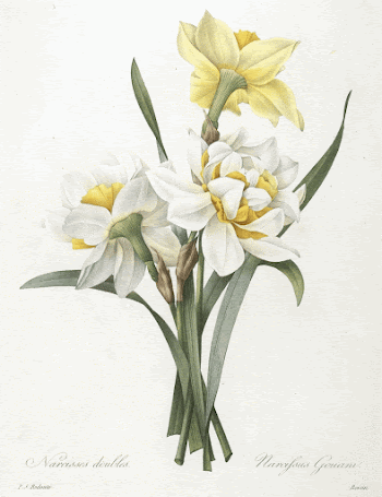 Narcissus gouani (Double Daffodil). Original | Free Photo - rawpixel