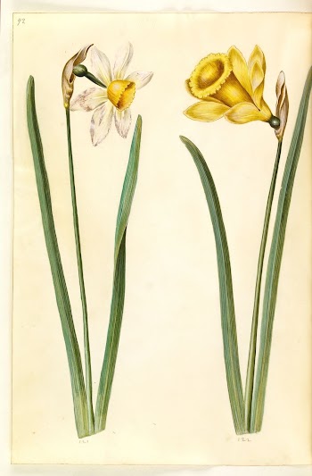 Narcissus ×incomparabilis (garden narcissus);Narcissus pseudonarcissus | Free Photo - rawpixel