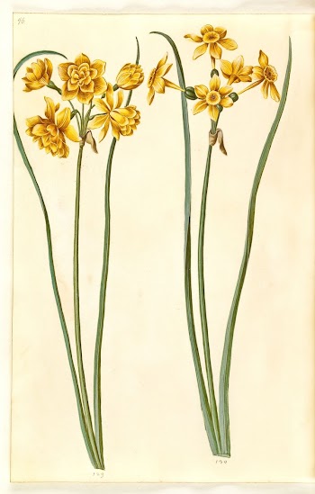 Narcissus jonquilla (rush-narcissus) by Maria | Free Photo - rawpixel