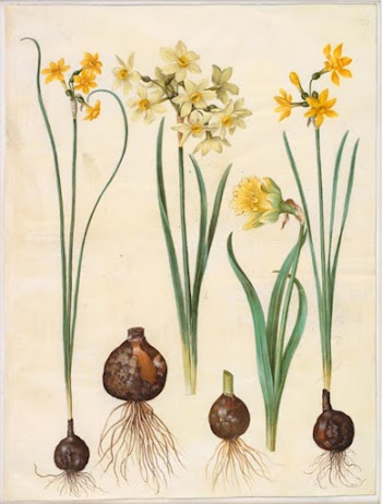 Narcissus jonquilla (rush-narcissus);Narcissus tazetta aureus | Free Photo - rawpixel