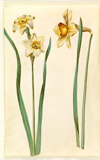 Narcissus ×medioluteus (two-flowered narcissus);Narcissus ×incomparabilis | Free Photo - rawpixel