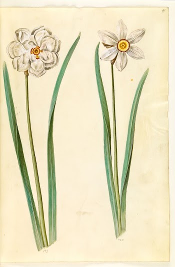 Narcissus poeticus (Prison lily) by Maria | Free Photo - rawpixel