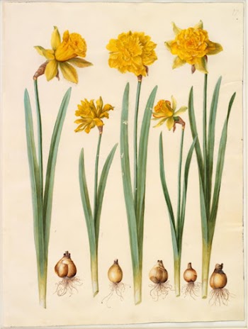 Narcissus pseudonarcissus by Maria Sibylla | Free Photo - rawpixel