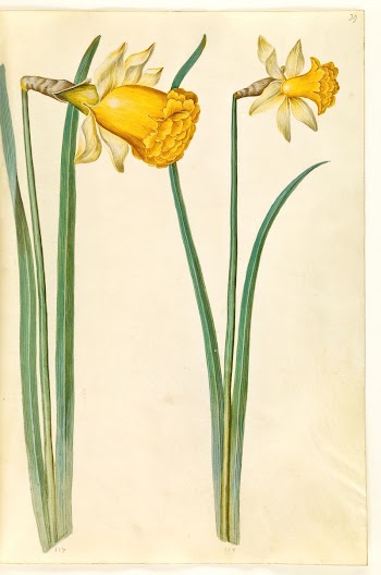 Narcissus pseudonarcissus (daffodil) by Maria | Free Photo - rawpixel