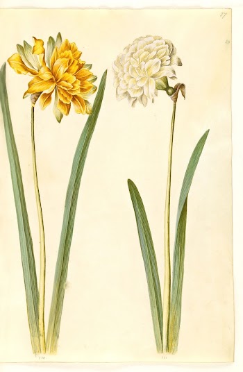 Narcissus pseudonarcissus (daffodil) by Maria | Free Photo - rawpixel