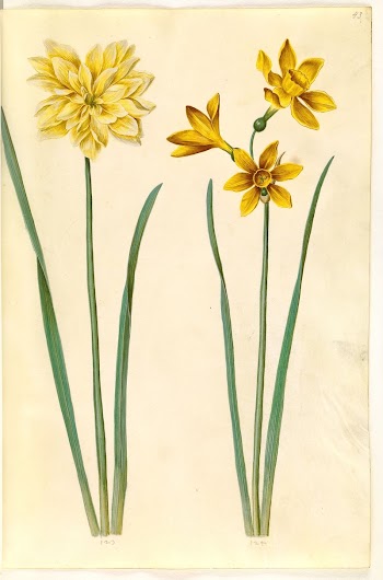 Narcissus pseudonarcissus (daffodil);Narcissus tazetta aureus | Free Photo - rawpixel