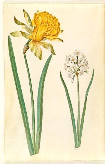 Narcissus pseudonarcissus (daffodil);Narcissus tazetta (tazet) | Free Photo - rawpixel
